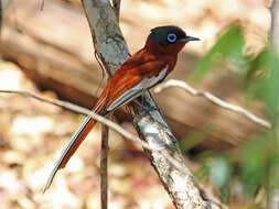 Image de Gobemouche paradis malgache