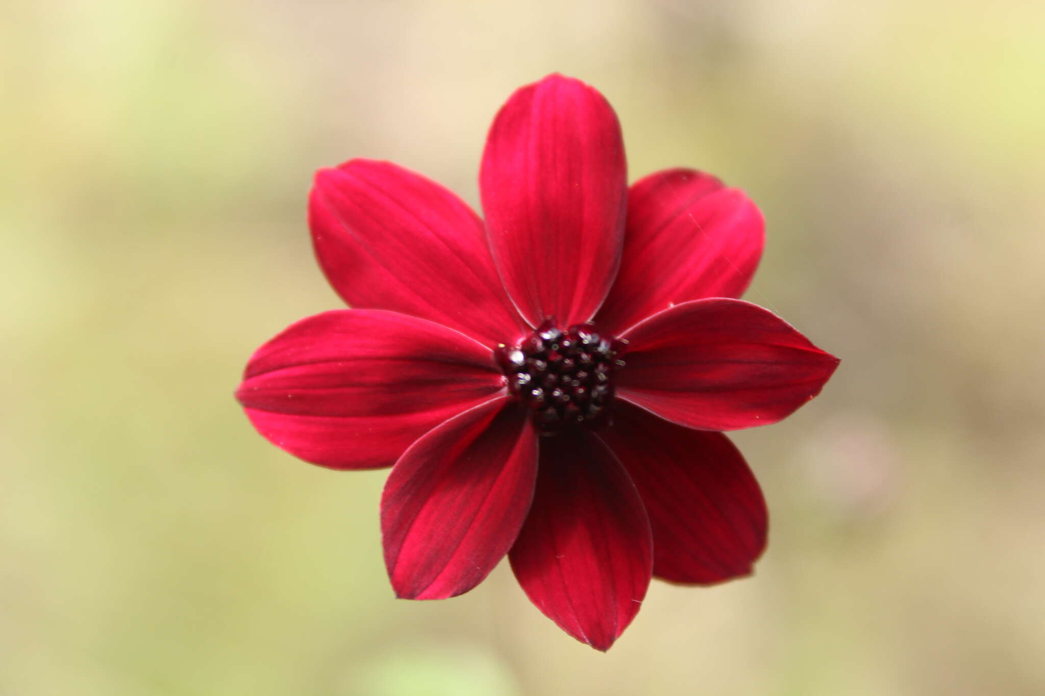 Image of Cosmos purpureus (DC.) Benth. & Hook. fil. ex Hemsl.