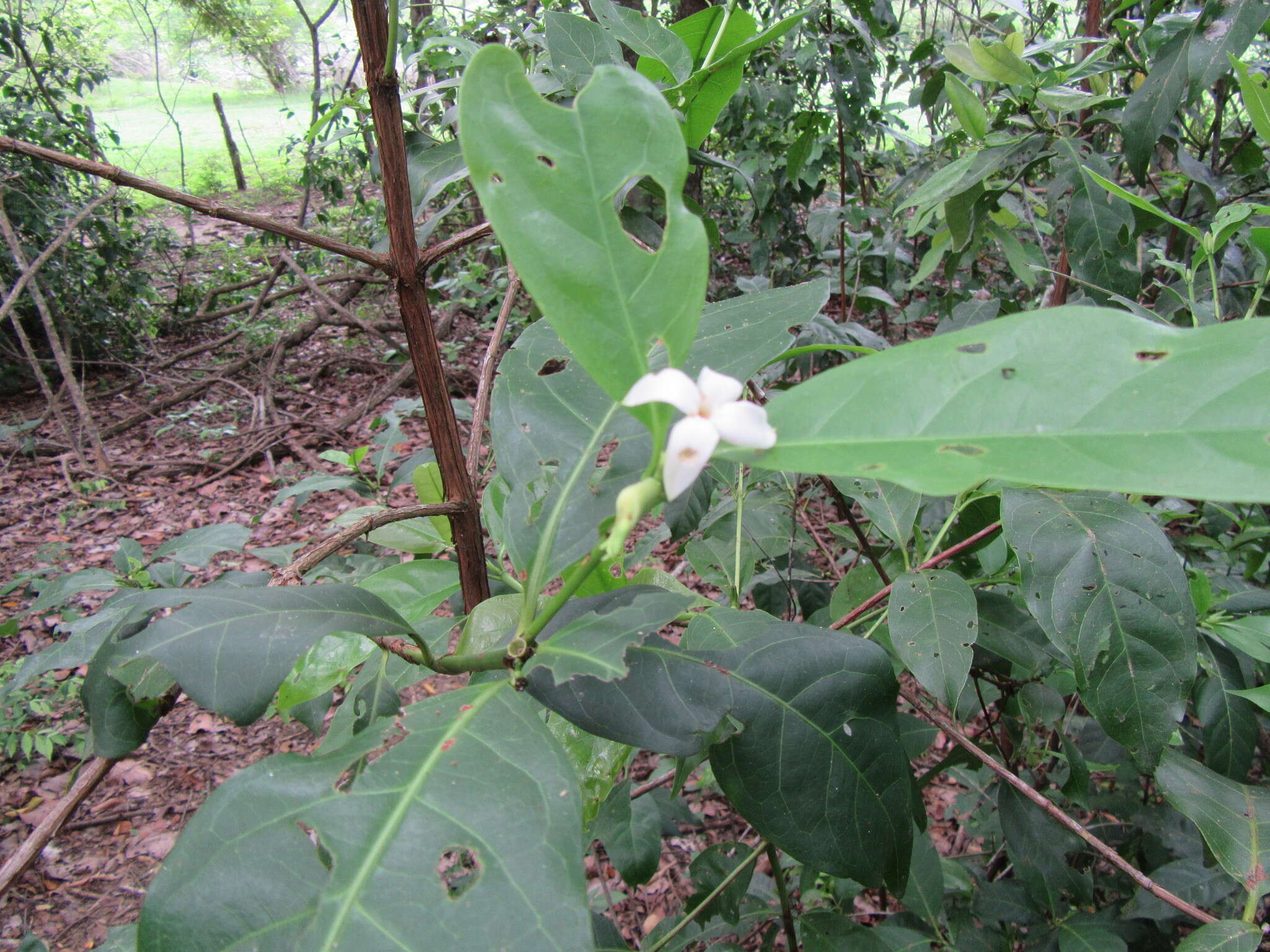 Image of Alibertia edulis (Rich.) A. Rich. ex DC.