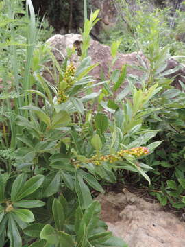 Image of Searsia discolor (E. Mey. ex Sond.) Moffett