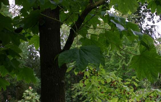 Image of castor aralia