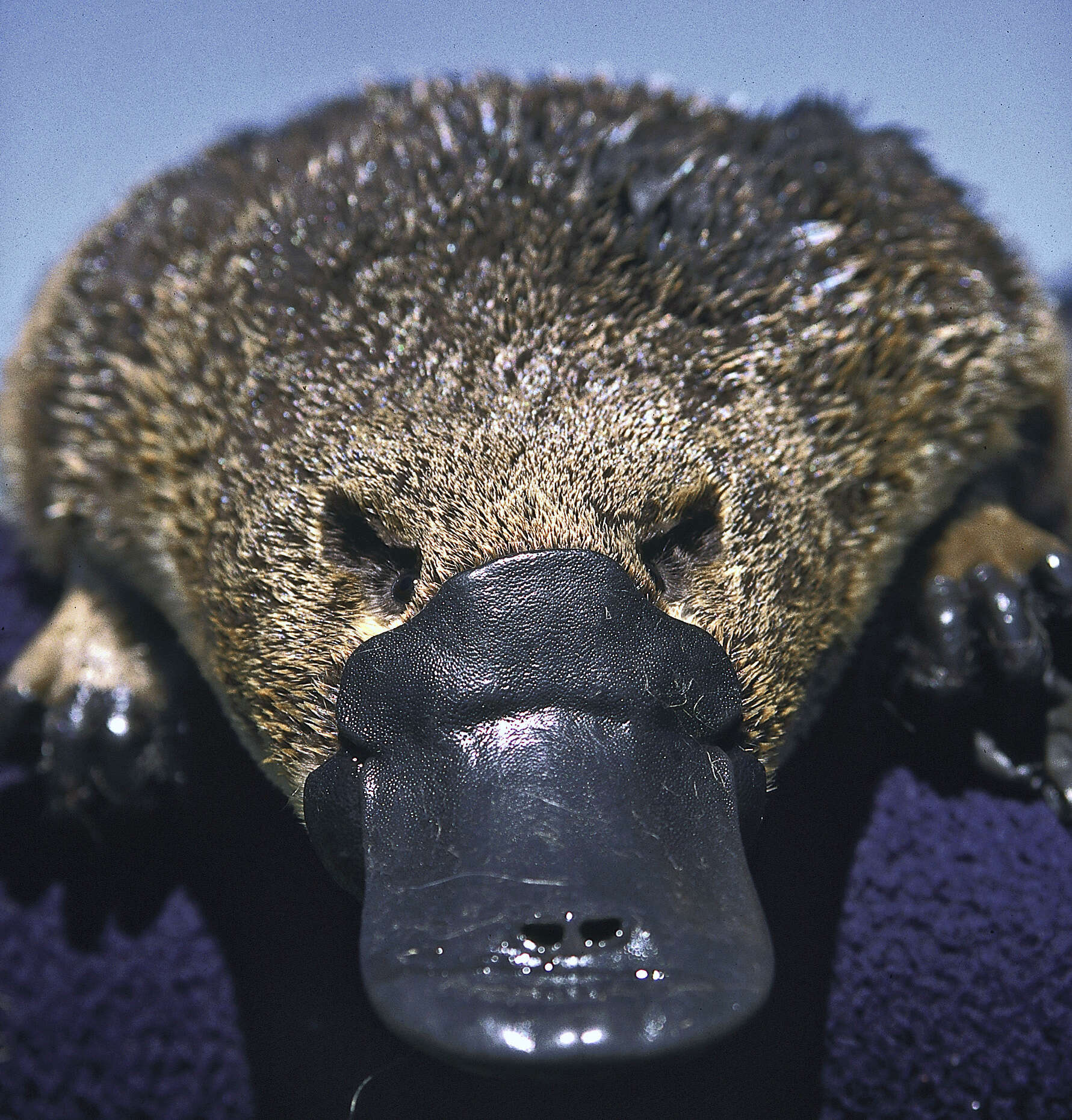 Image of platypus