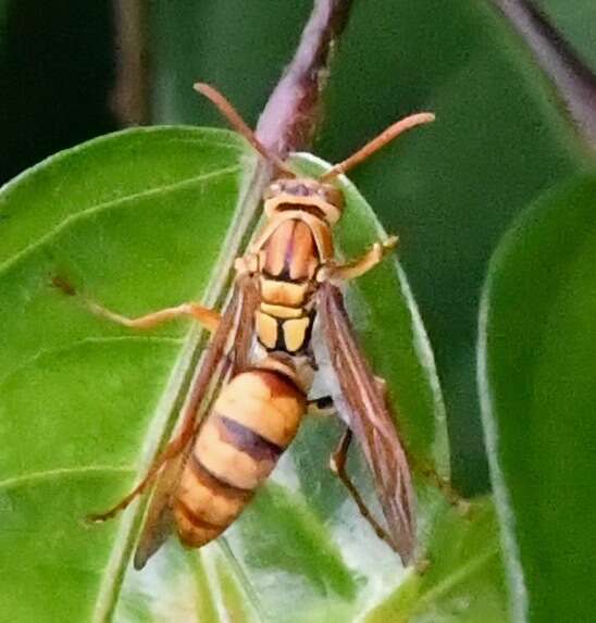 Image of Polistes japonicus de Saussure 1858