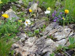 Слика од Leucanthemum halleri (Suter) Polatschek