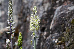 Image of Klamath rushlily