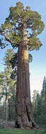 Sequoiadendron resmi