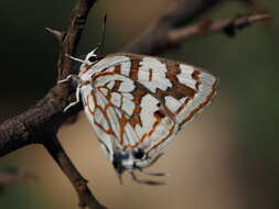 Image of Stugeta bowkeri tearei