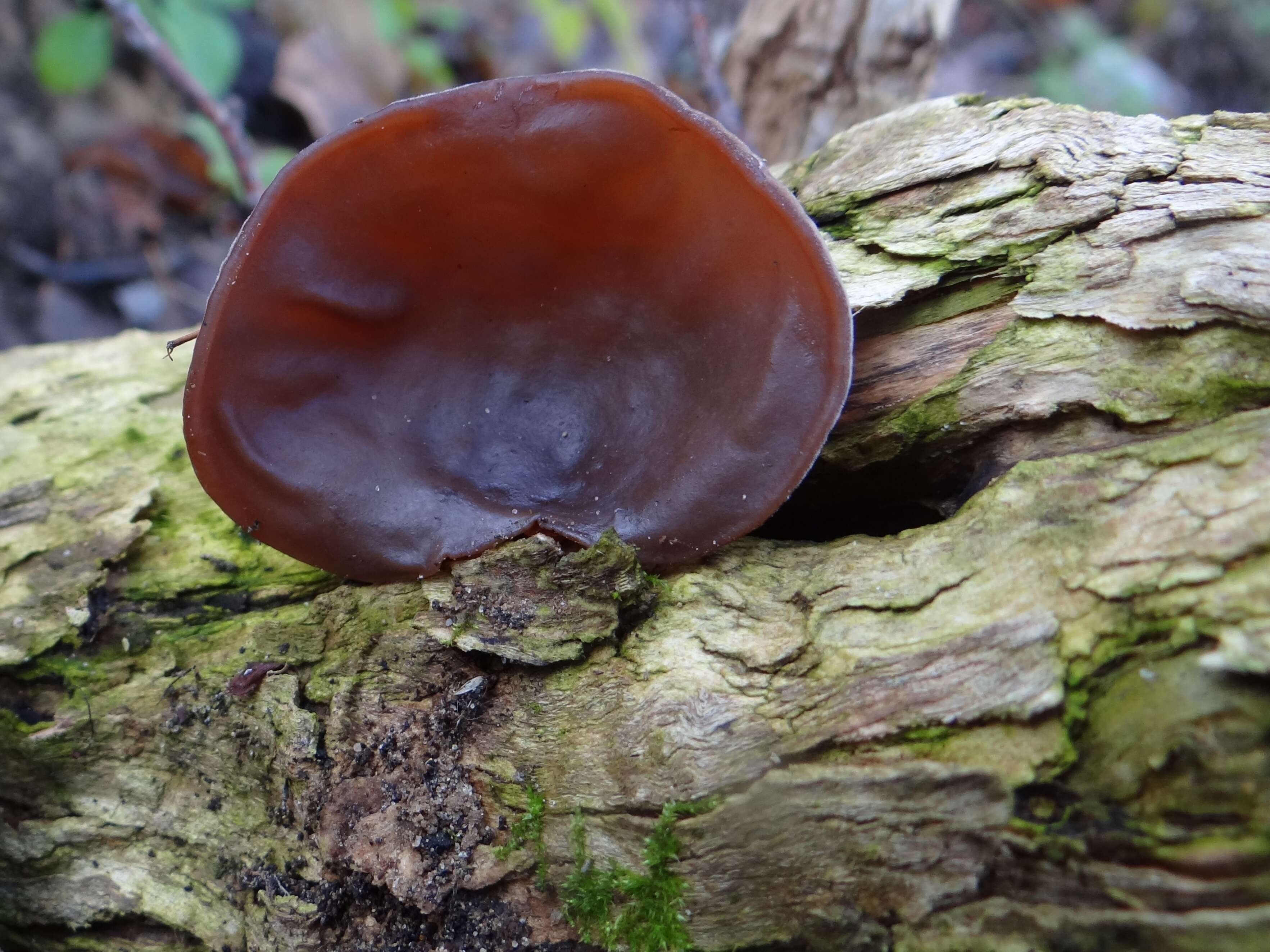 Image of ear fungus