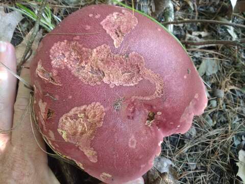 Image of Boletus carminiporus Bessette, Both & Dunaway 1998