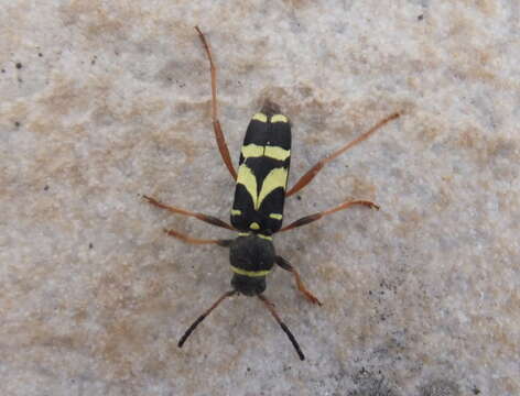 Image of Clytus triangulimacula Costa 1847