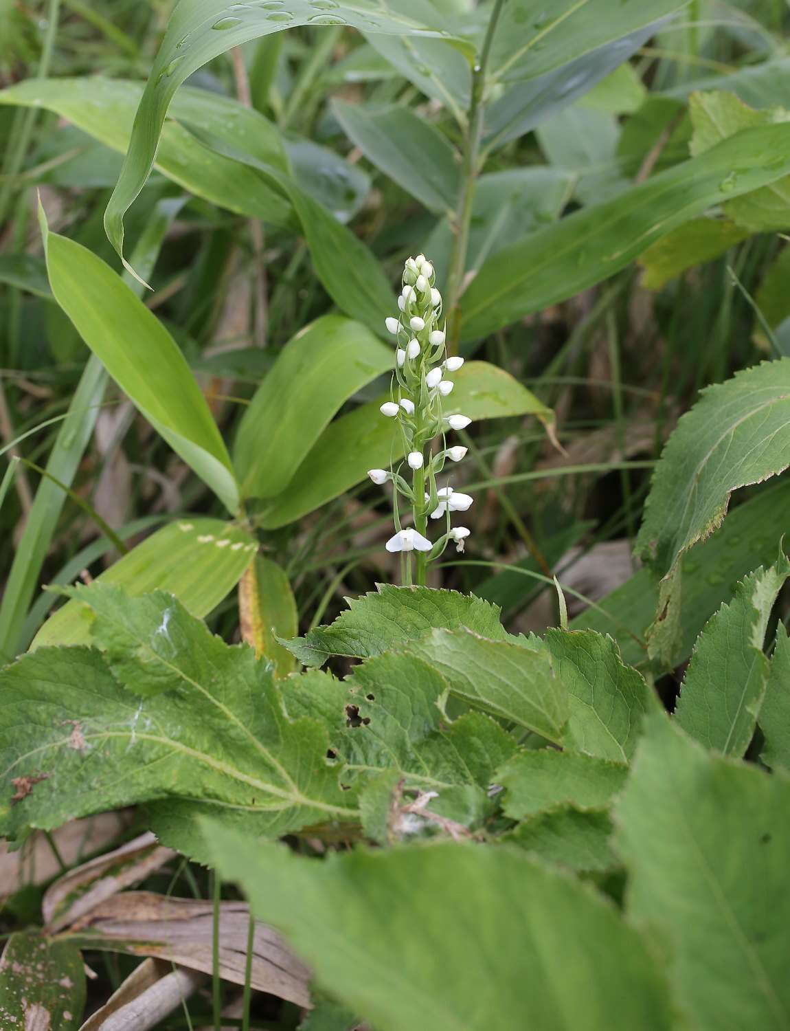 Plancia ëd Platanthera hologlottis Maxim.