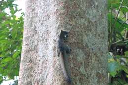 Image of Inornate Squirrel