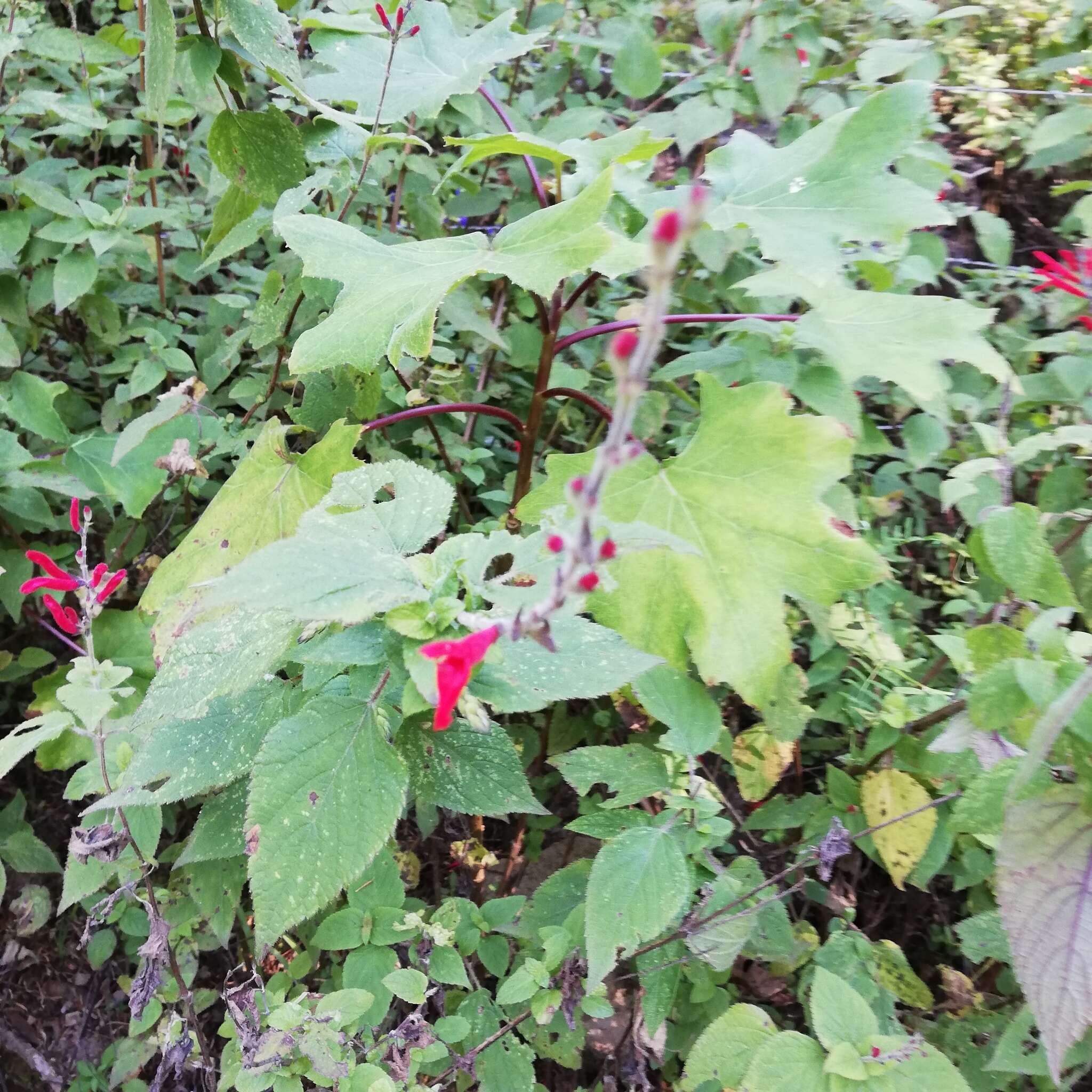 Image of pineapple sage