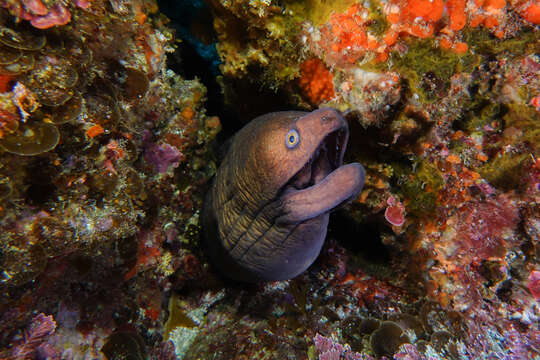 Image of Australian mottled moray