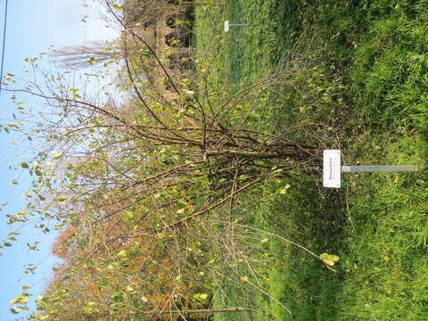 Image of common buckthorn