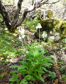 Plancia ëd Primula obliqua W. W. Sm.