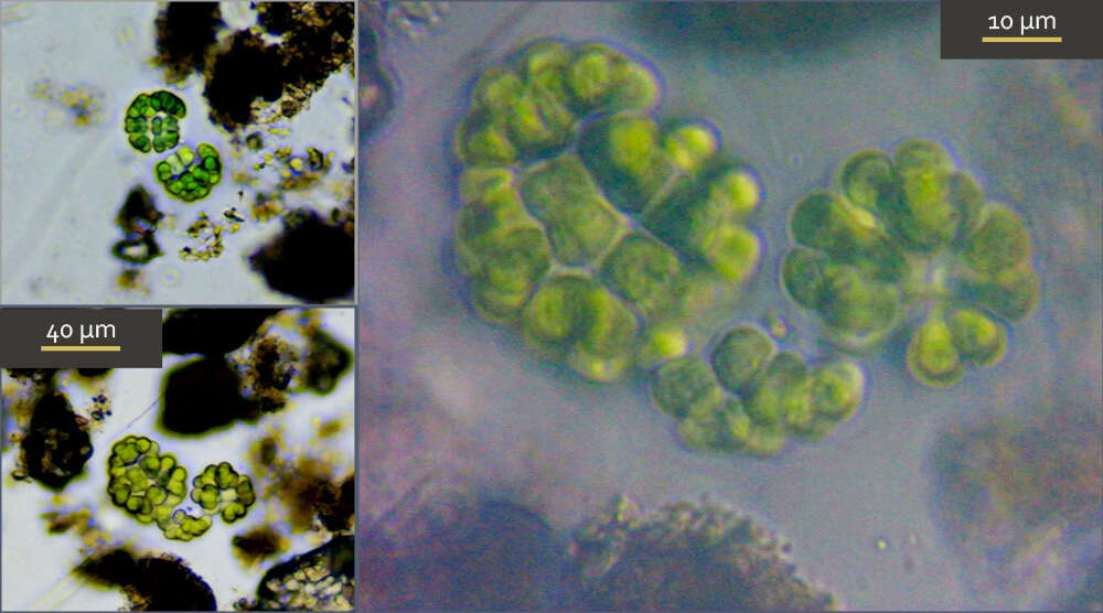 Gomphosphaeria aponina的圖片