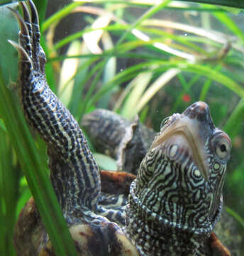 Image of False Map Turtle