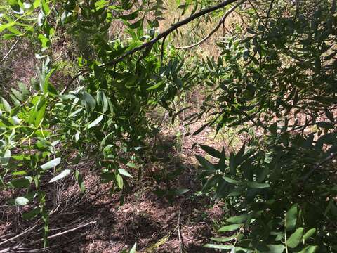 Image de Juglans californica S. Wats.