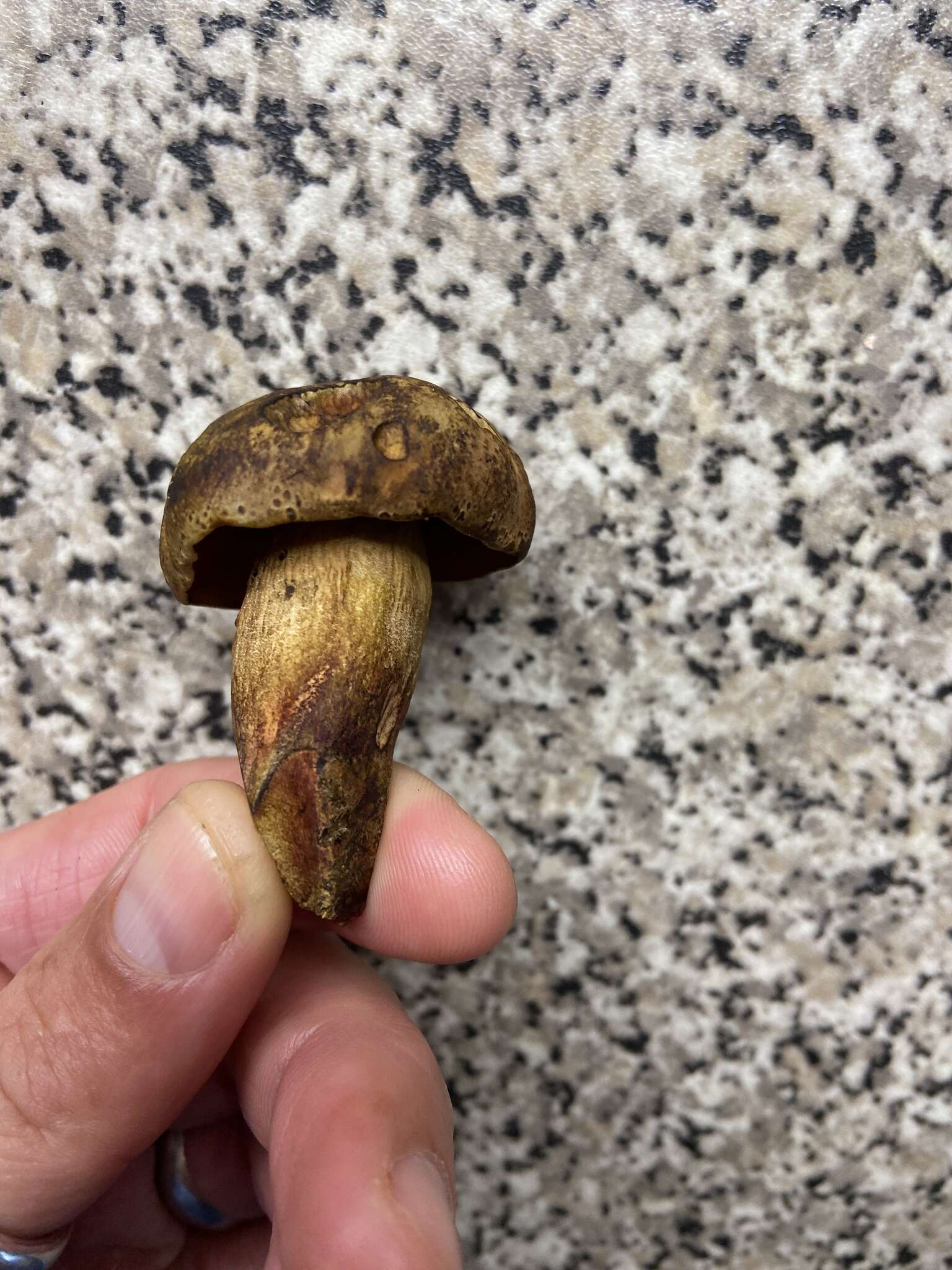 Image of Deceiving Bolete