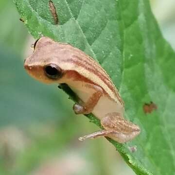 Image of Dendropsophus nanus (Boulenger 1889)