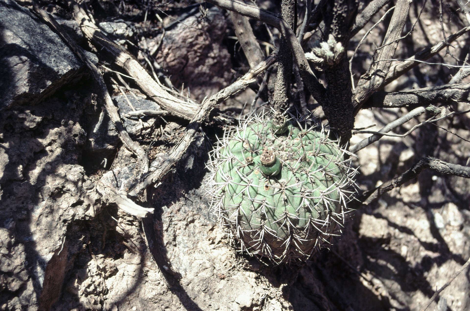 Image of Gymnocalycium pugionacanthum Backeb. ex H. Till