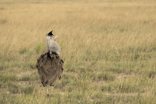 Image of Kori Bustard