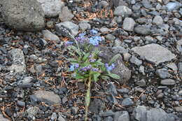 Image of Asian Forget-Me-Not