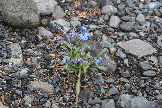 Plancia ëd Myosotis asiatica (Vesterg.) Schischkin & Sergievskaja