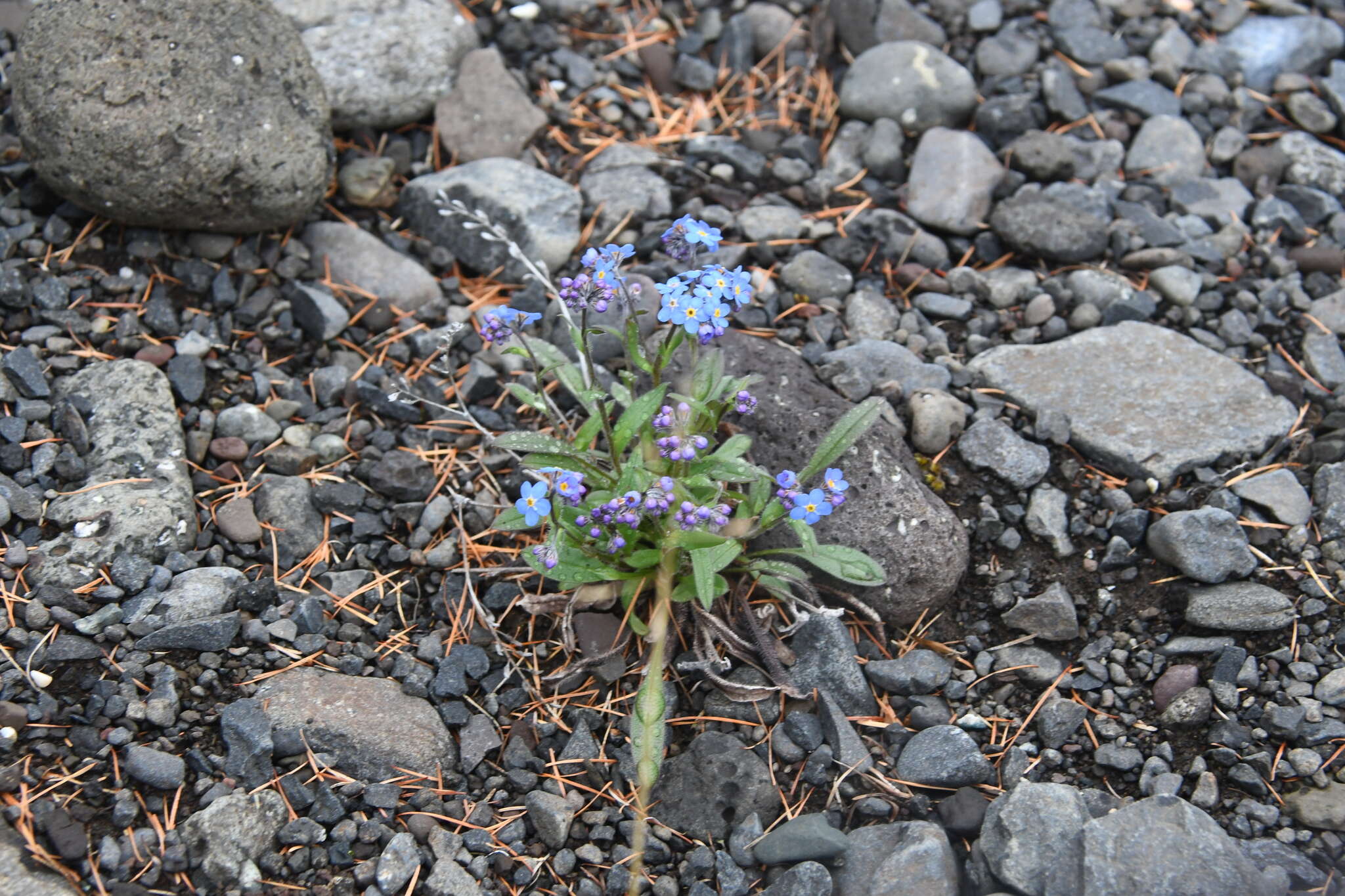 Plancia ëd Myosotis asiatica (Vesterg.) Schischkin & Sergievskaja