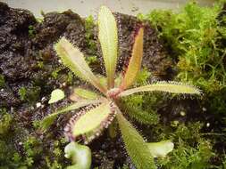 Image of Drosera adelae F. Muell.