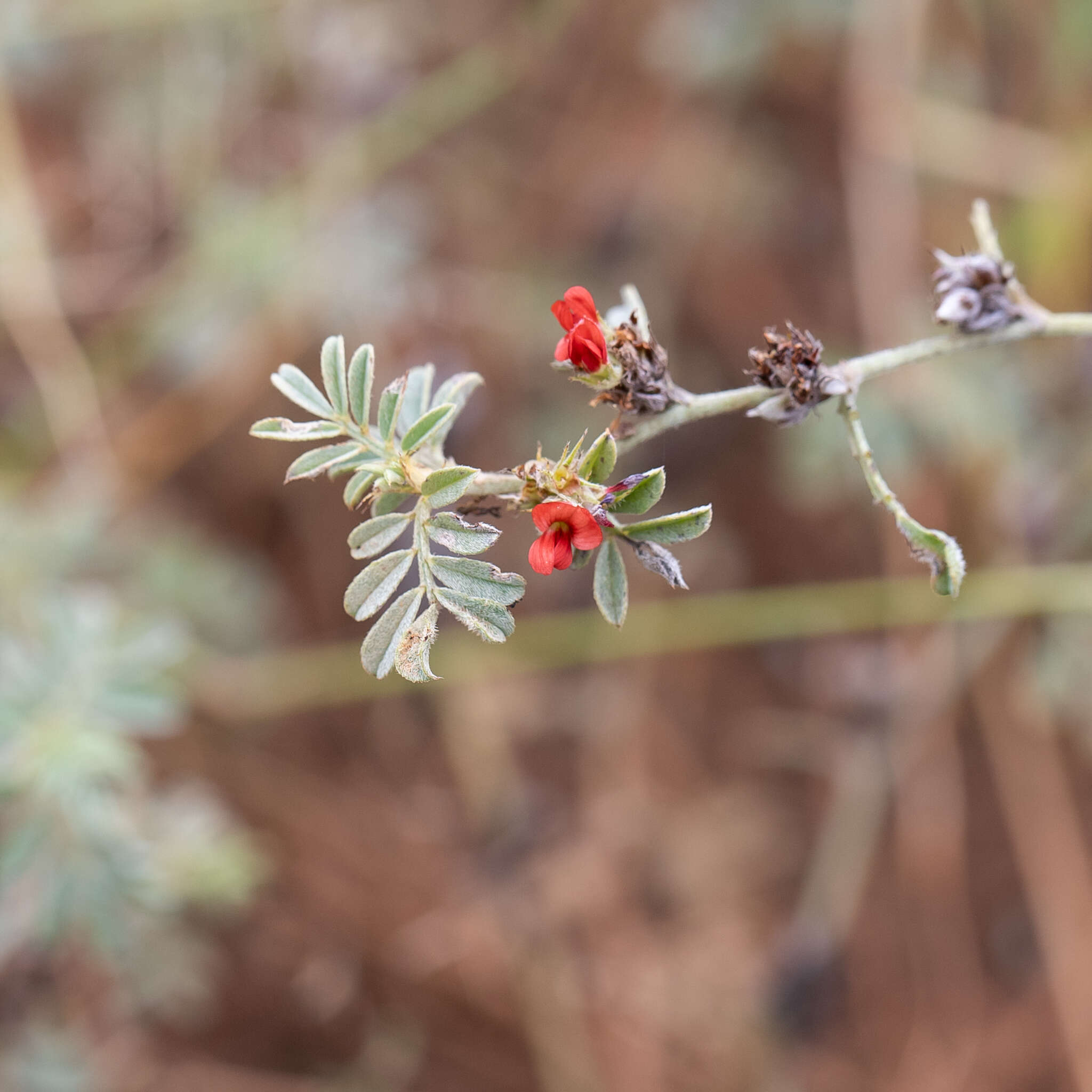 Plancia ëd Indigofera linnaei Ali