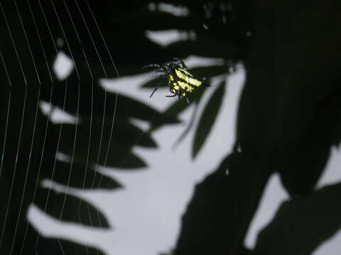 Image of Gasteracantha rhomboidea madagascariensis Vinson 1863