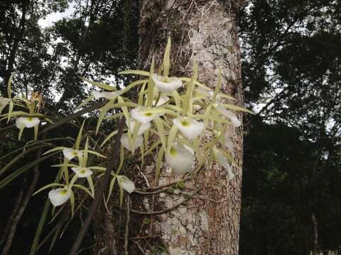 Brassavola tuberculata Hook. resmi