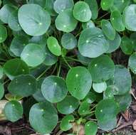 Image de Pilea peperomioides Diels