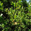 Image of Combretum moggii Exell