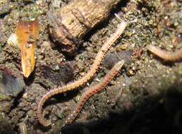 Image of Spotted snake millipede