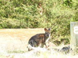 Image of Red-necked Pademelon