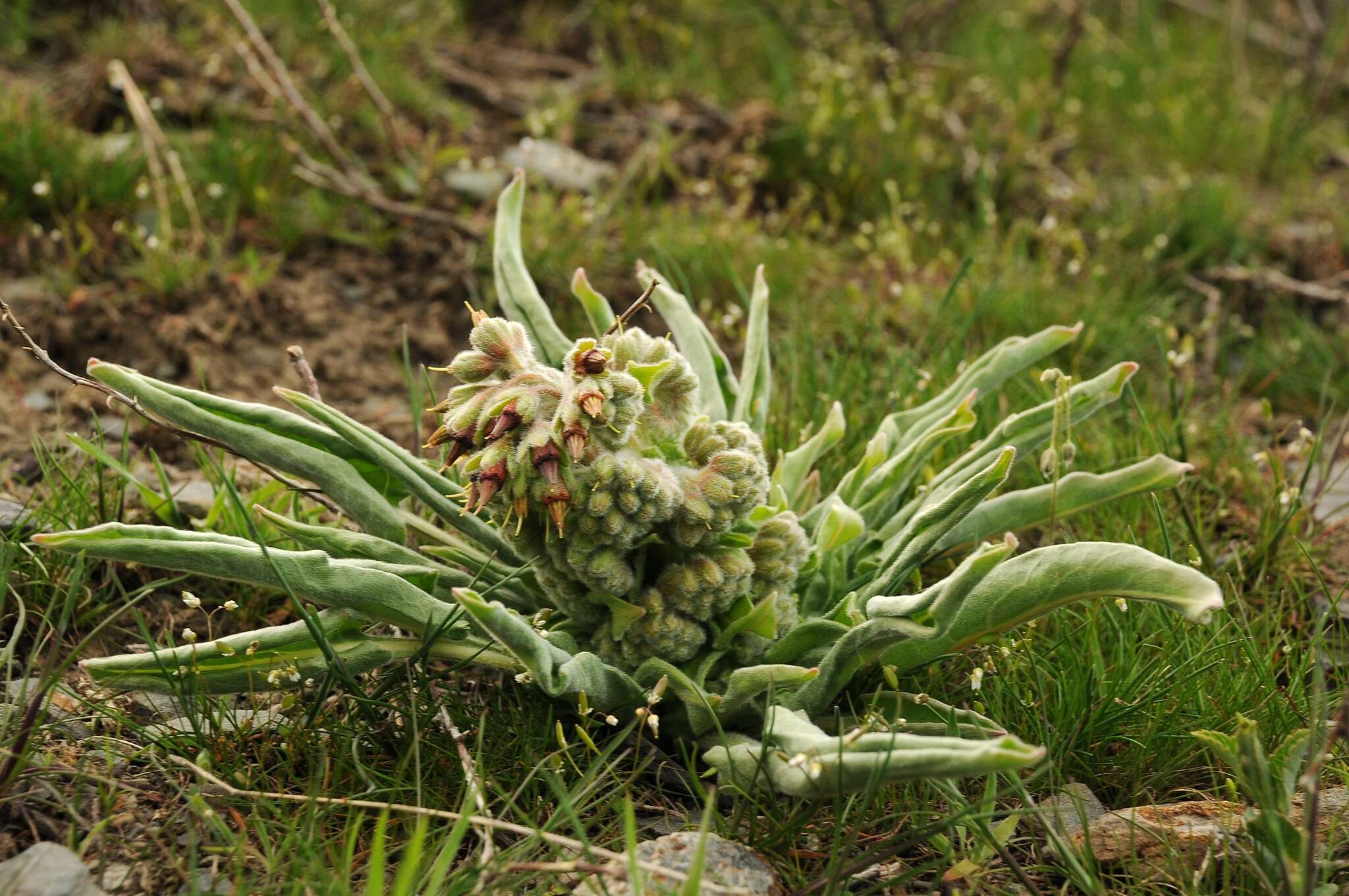 Cynoglossum hystrix Greuter & Stier resmi