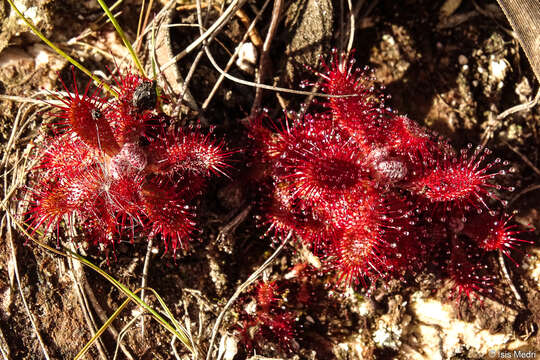 Drosera montana var. tomentosa (St. Hil.) Diels的圖片