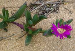 Image of beach bananas