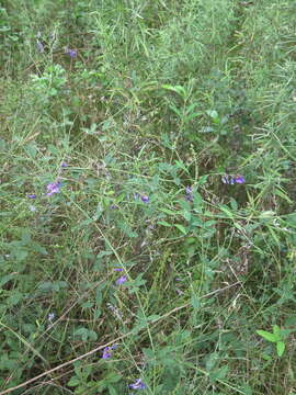 Image of Vicia pseudo-orobus Fisch. & C. A. Mey.