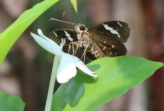 Image of Common spotted Flat