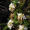 Sivun Acantholippia seriphioides (A. Gray) Moldenke kuva