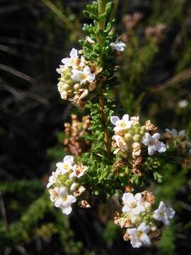 Image of Acantholippia