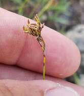 Image of Spreading Beak Sedge