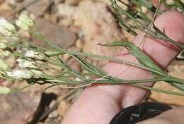 Image of Arizona baccharis