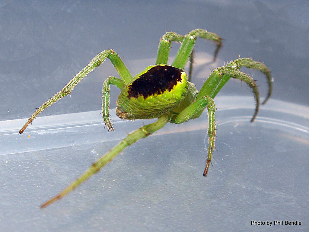 Image of Colaranea melanoviridis Court & Forster 1988