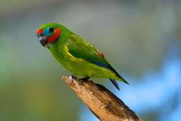 Image of Double-eyed Fig Parrot