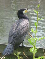 Image of Black Shag